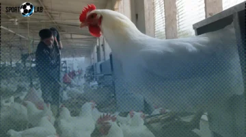 الزراعة تعزز الأمان الحيوي للثروة الداجنة عبر برامج التقصي والتحصين المستمرة